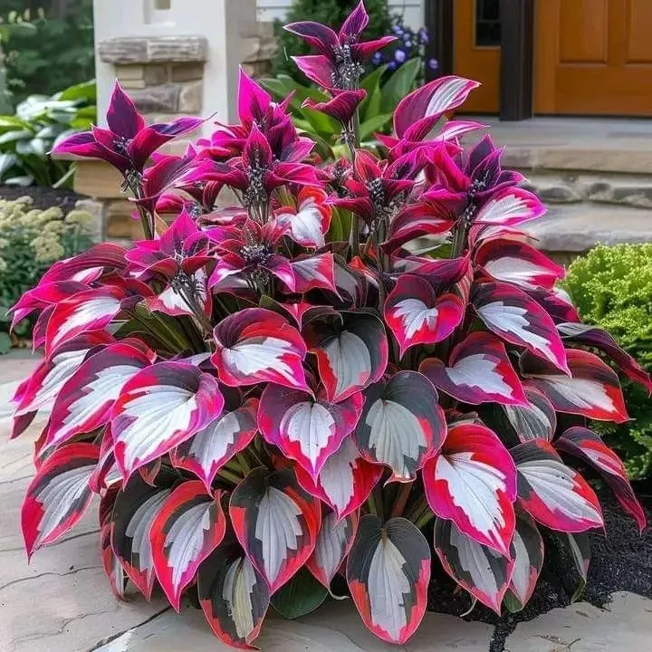 Burning Crimson